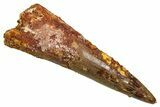 Fossil Spinosaurus Tooth - Real Fossil Tooth #370747-1